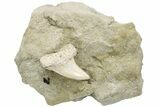 Hooked Mako Shark Tooth Fossil On Sandstone - Bakersfield, CA #223739-1
